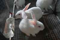 Sản xuất thỏ giống bằng công nghệ thụ tinh nhân tạo