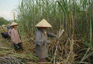 Nâng sản lượng vùng nguyên liệu mía đường Lam Sơn nhờ áp dụng công nghệ tưới nhỏ giọt