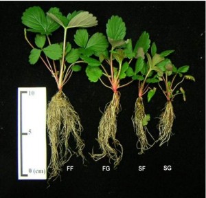Công nghệ vi nhân giống quang tự dưỡng để nâng cao chất lượng cây giống cấy mô